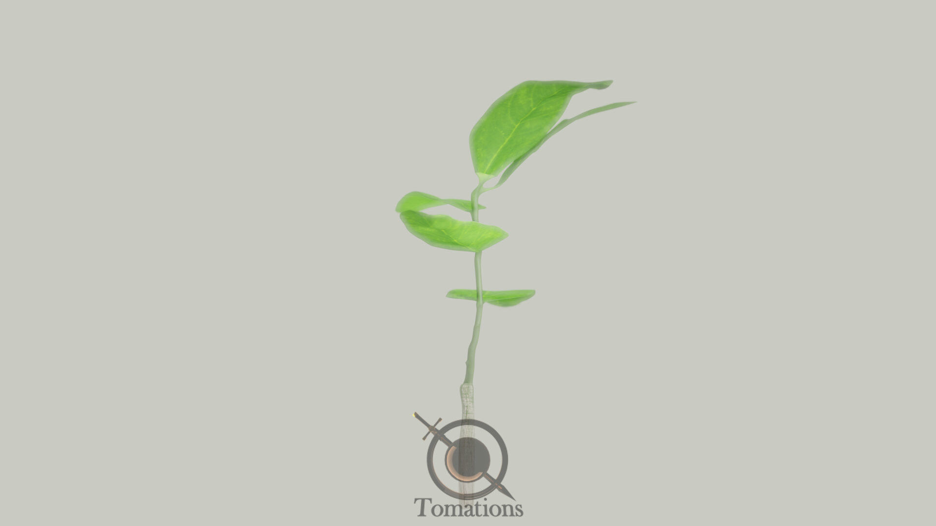 Sprout plant in pot 3D model_14