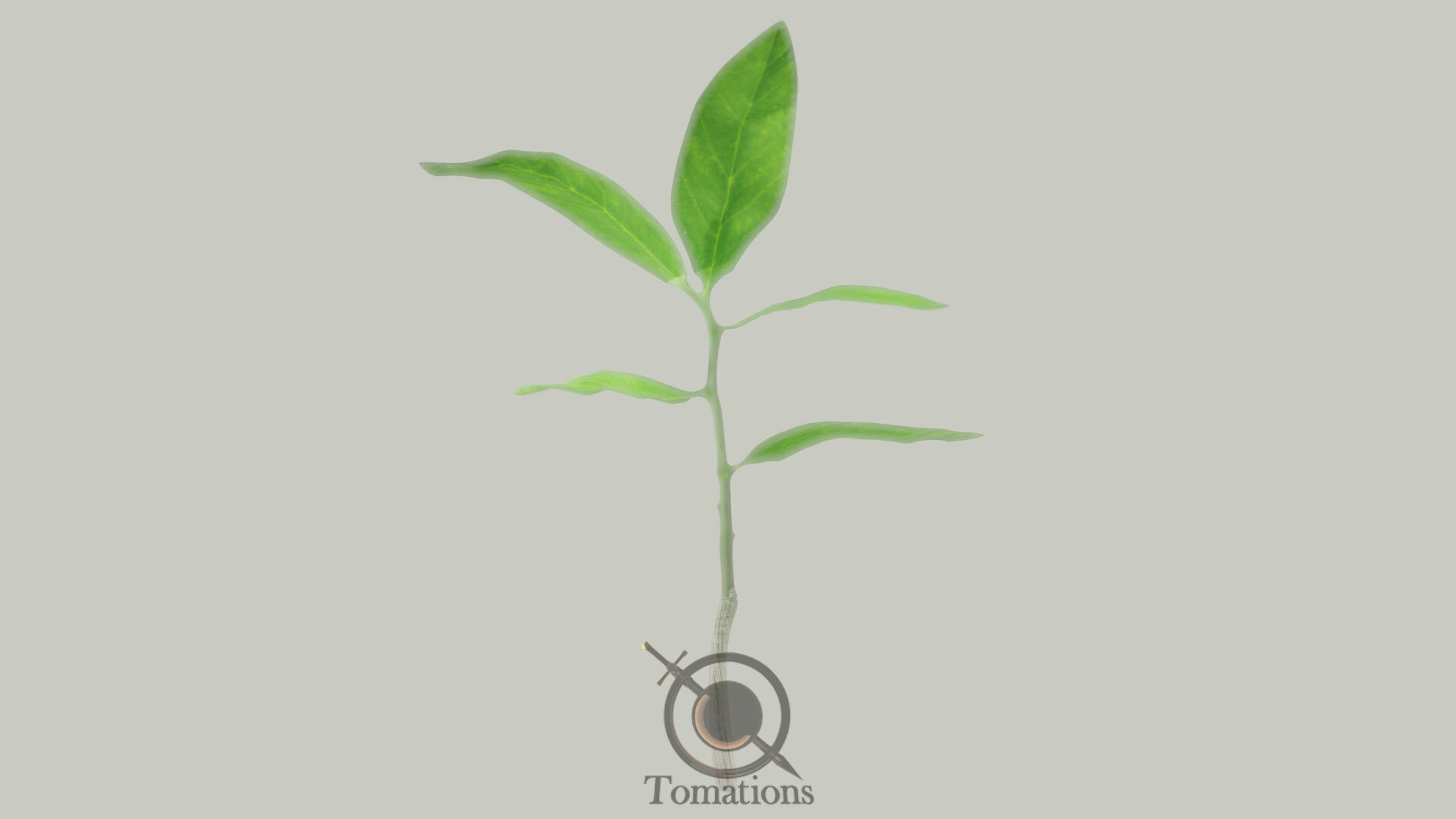 Sprout plant in pot 3D model_17