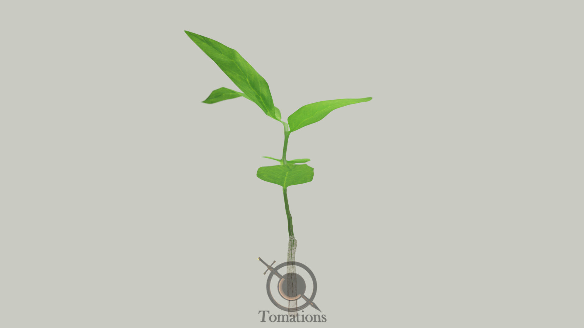 Sprout plant in pot 3D model_8