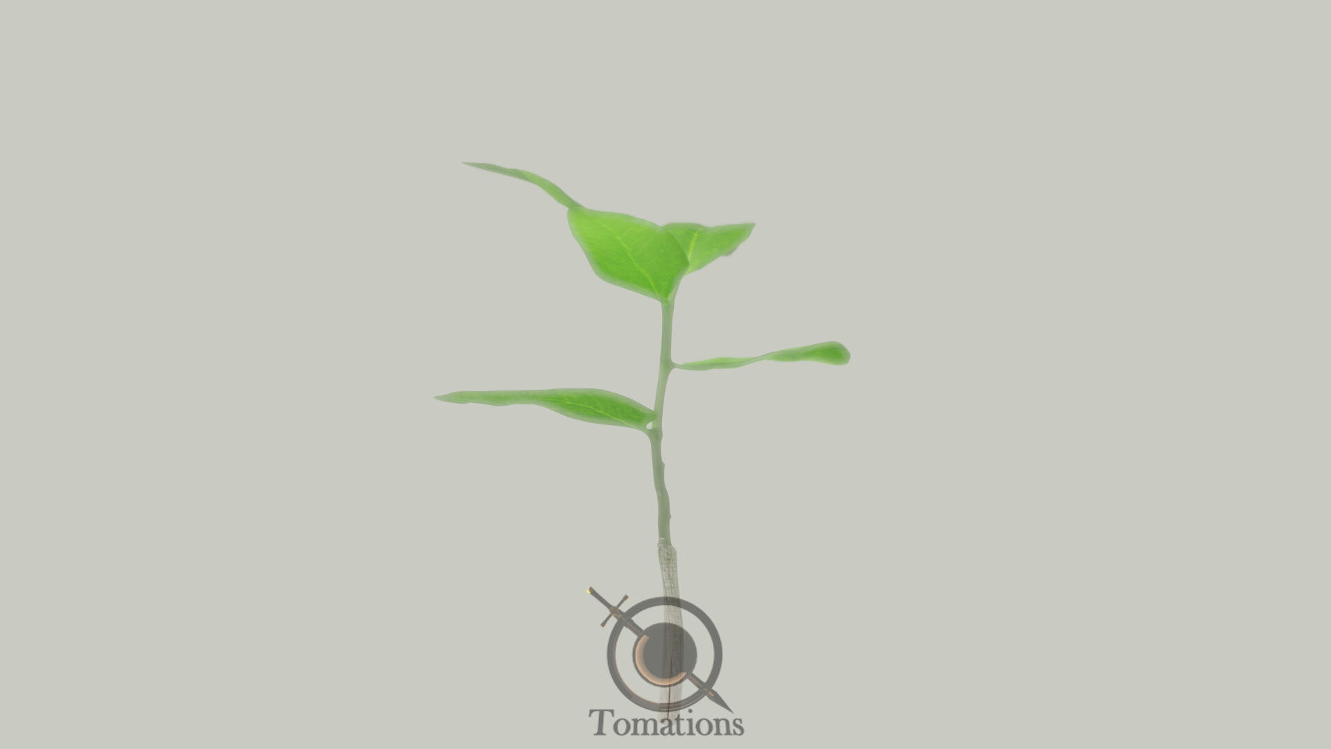 Sprout plant in pot 3D model_21