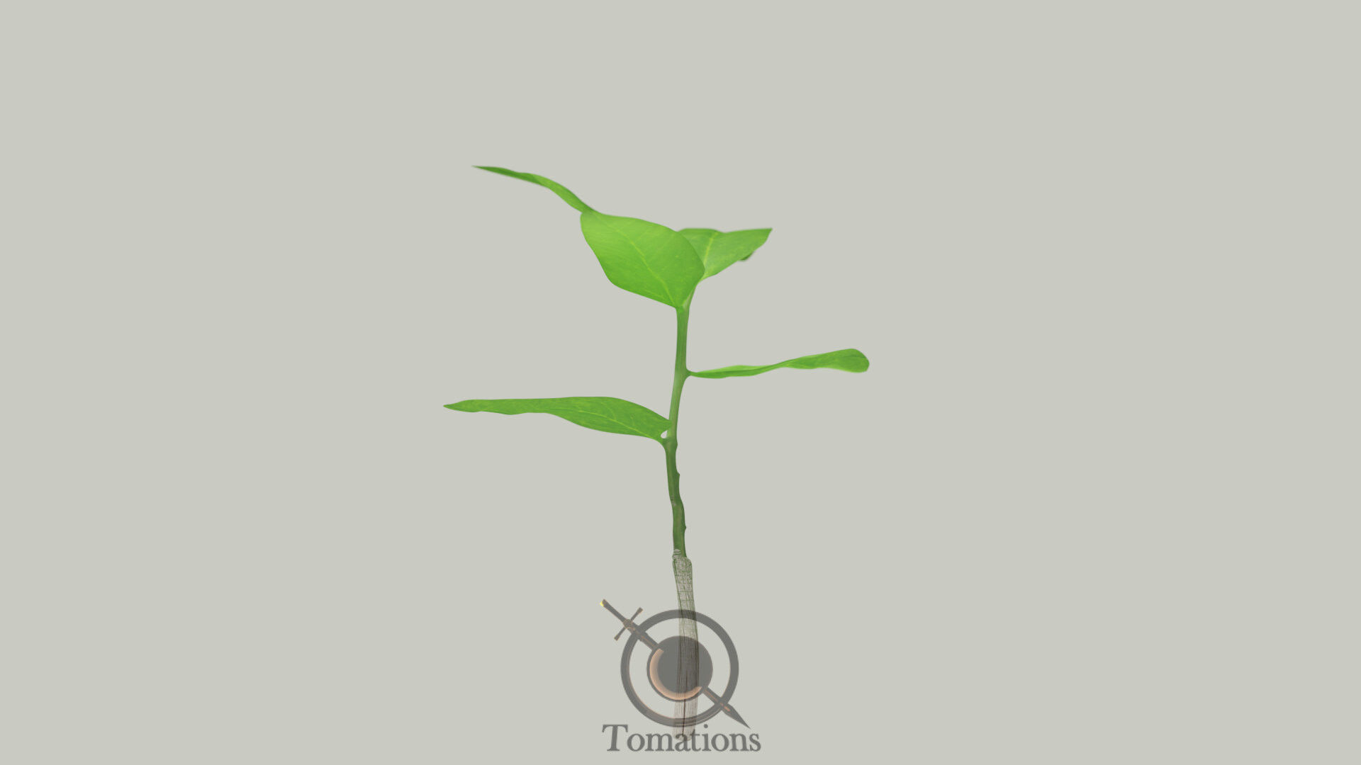 Sprout plant in pot 3D model_10