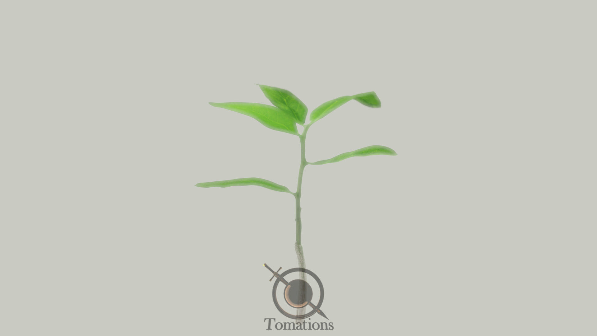 Sprout plant in pot 3D model_22