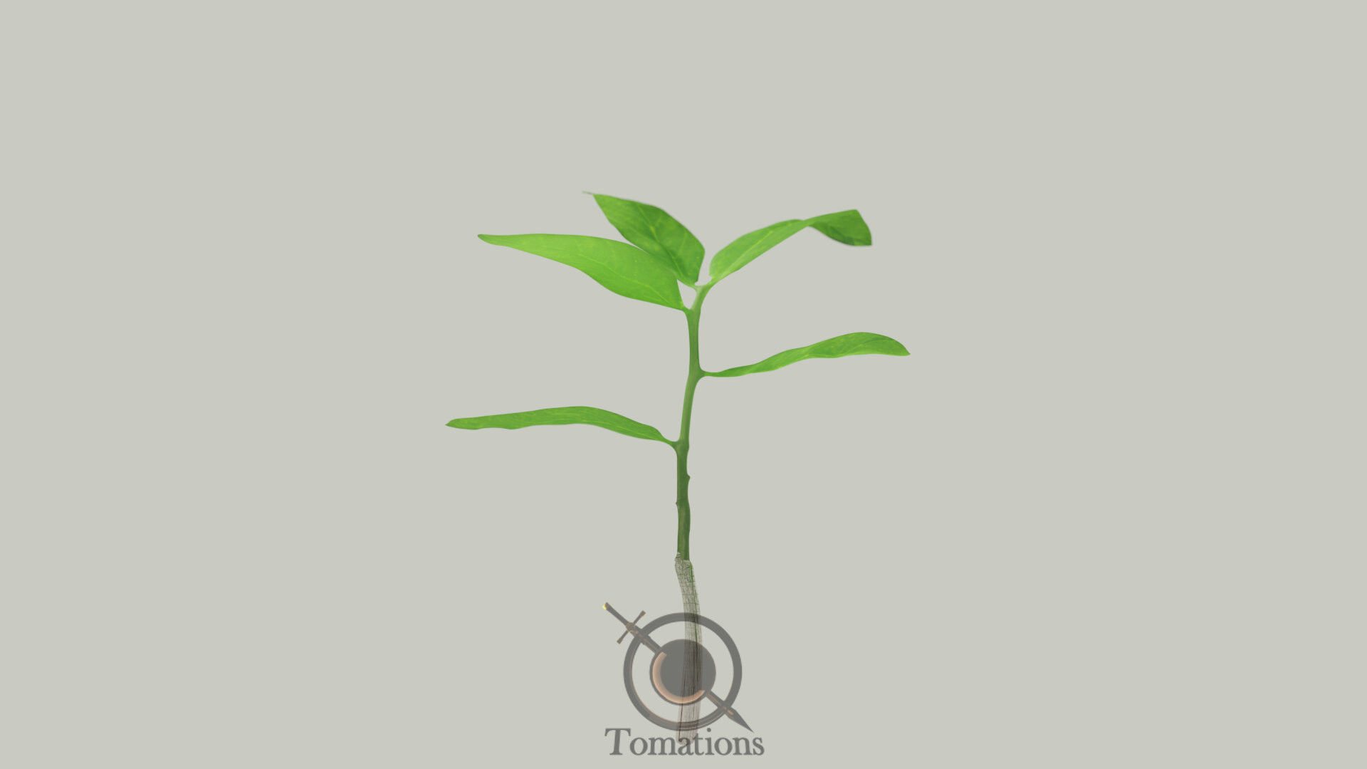 Sprout plant in pot 3D model_11