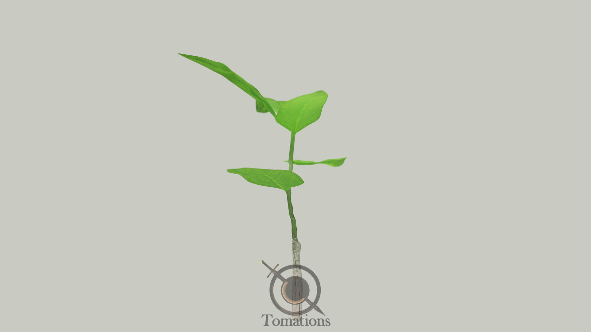Sprout plant in pot 3D model_9
