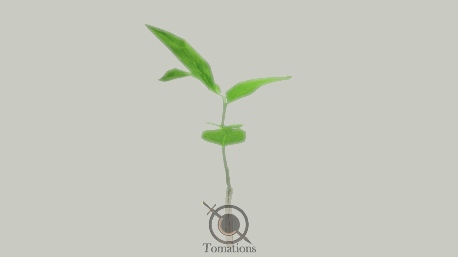 Sprout plant in pot 3D model_19