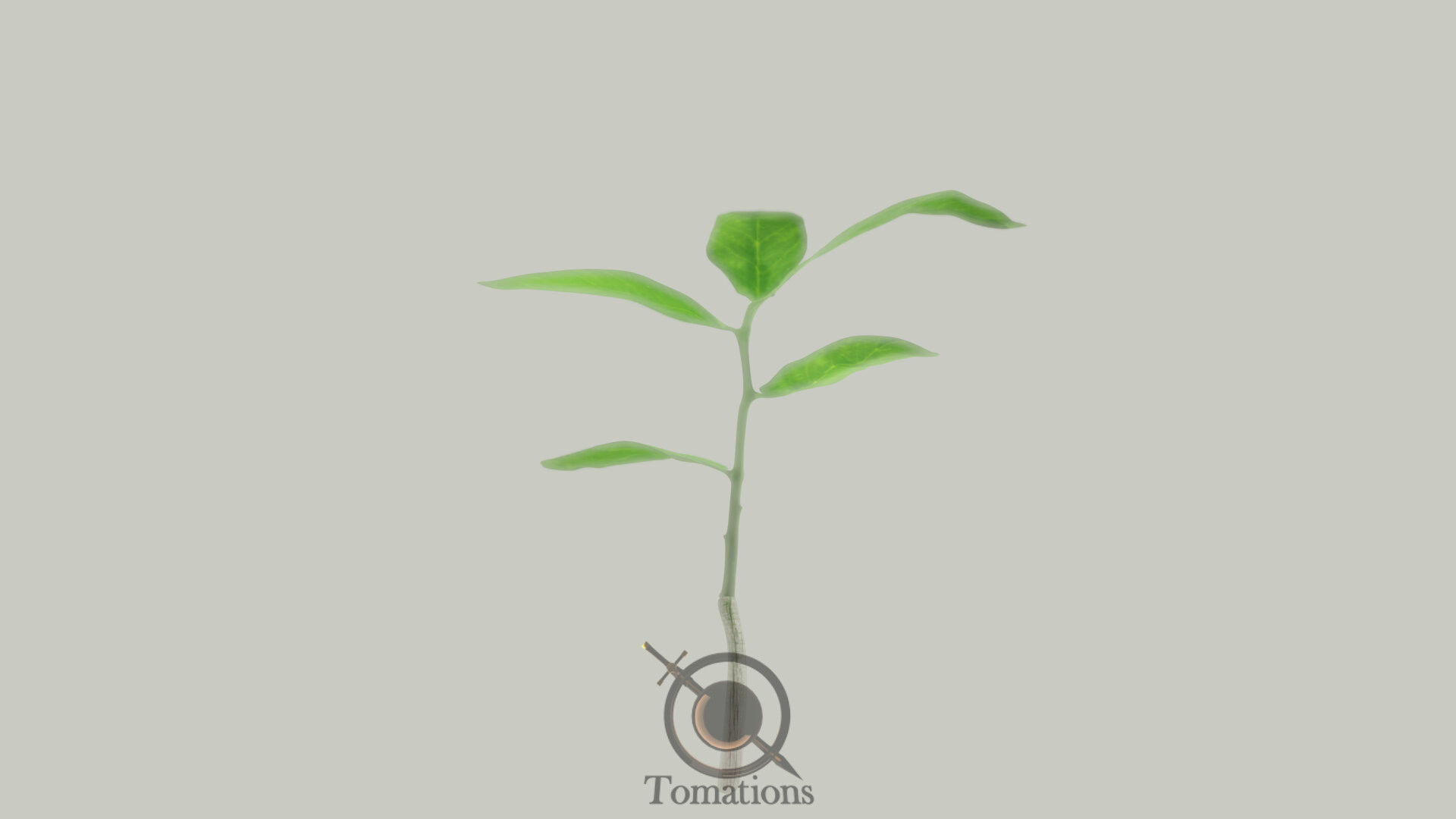 Sprout plant in pot 3D model_12