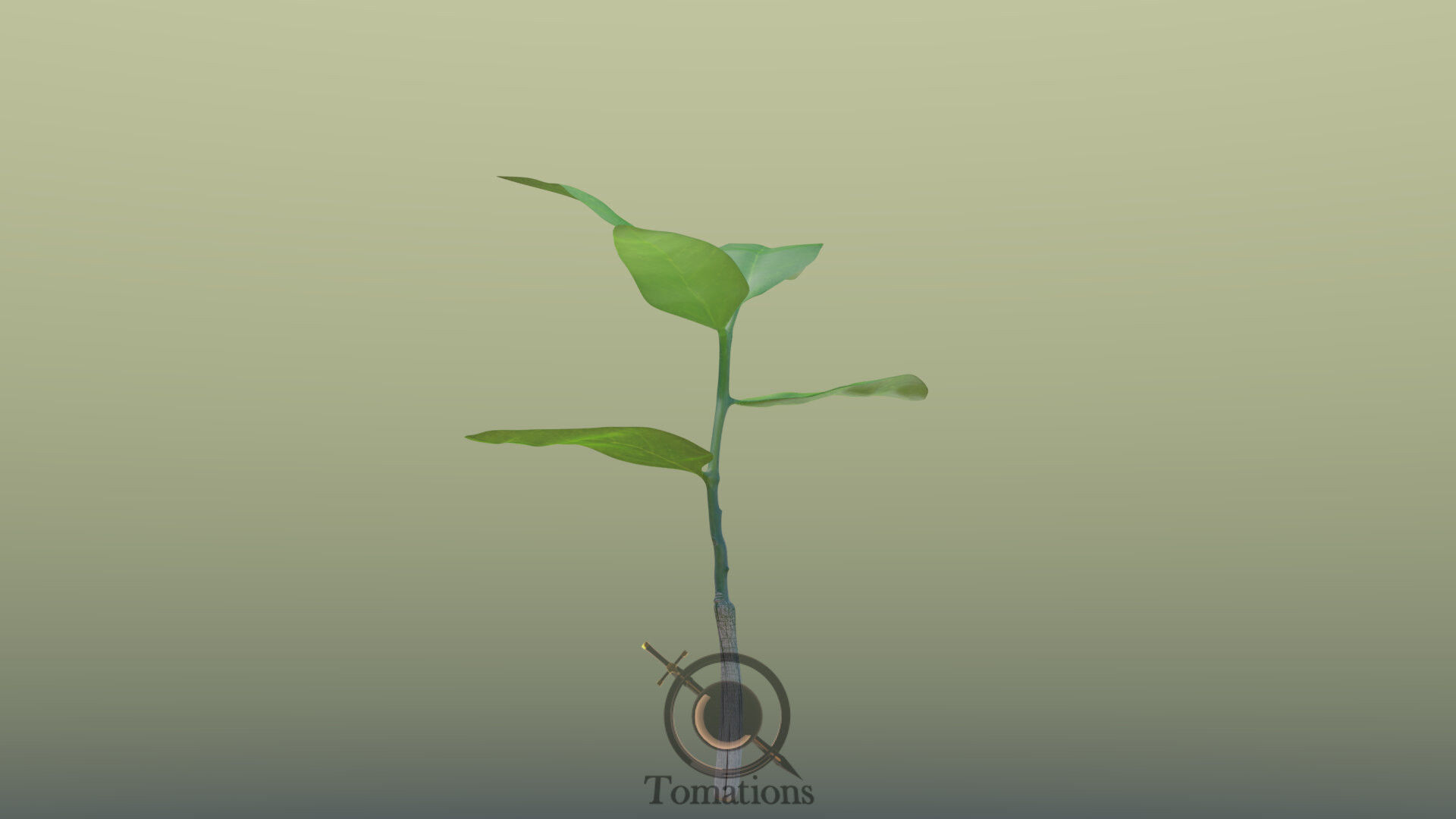 Sprout plant in pot 3D model_34