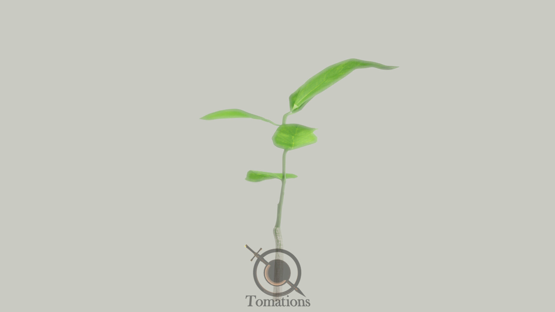 Sprout plant in pot 3D model_13
