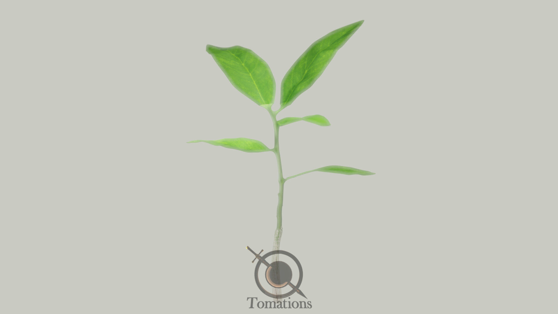 Sprout plant in pot 3D model_16