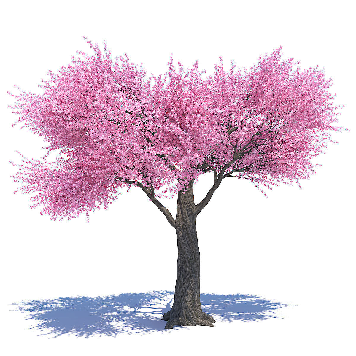 Sakura 02 3D model_1