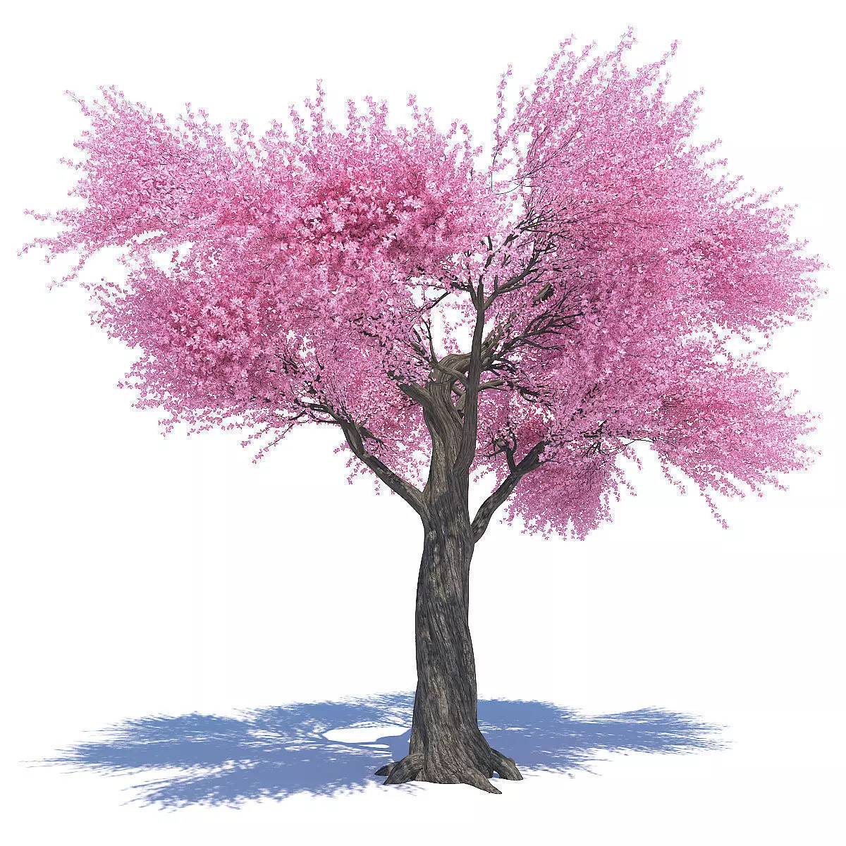 Sakura 02 3D model_0