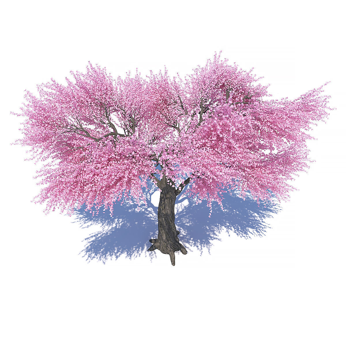 Sakura 02 3D model_2