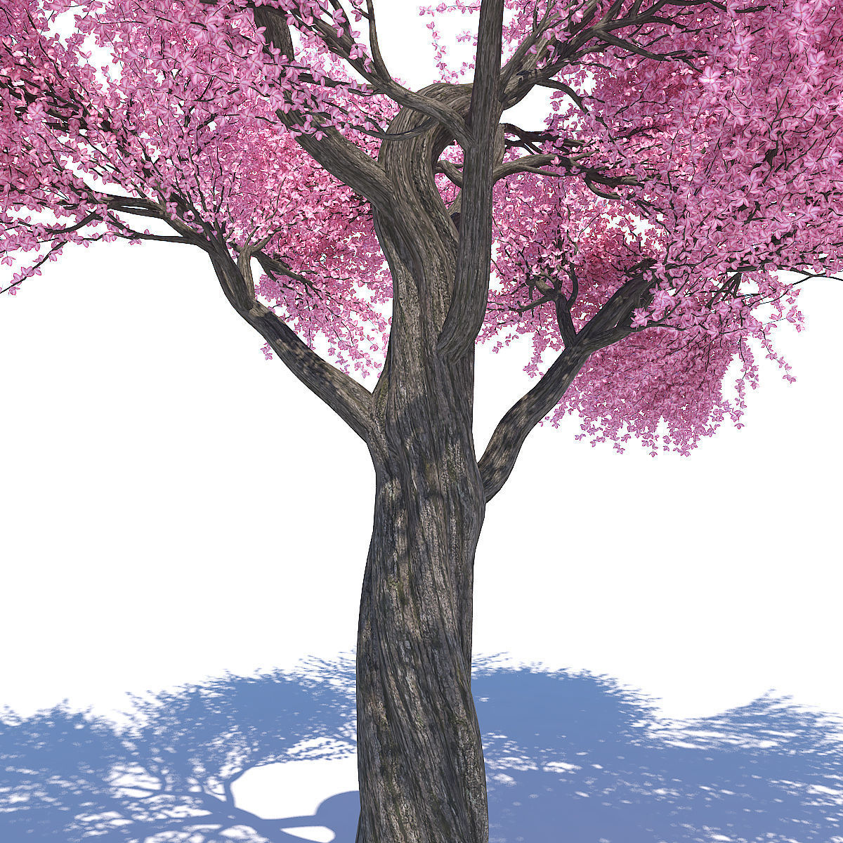 Sakura 02 3D model_3