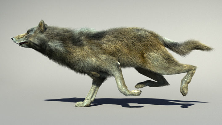 Wolf with hair and fur modifier 3D model_22