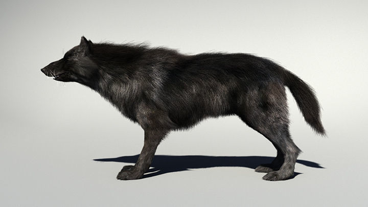 Wolf with hair and fur modifier 3D model_5