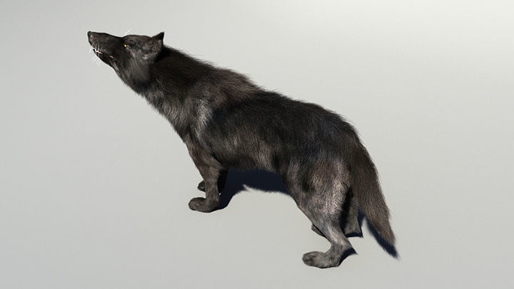 Wolf with hair and fur modifier 3D model_4