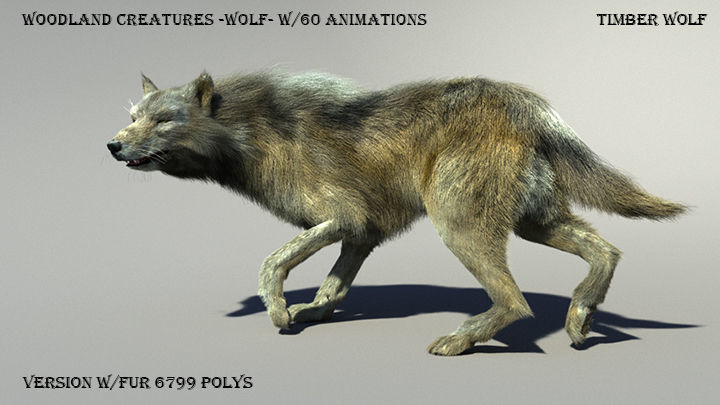 Wolf with hair and fur modifier 3D model_3