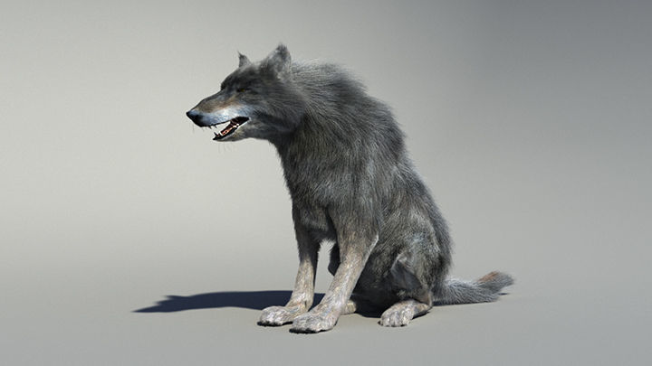 Wolf with hair and fur modifier 3D model_13