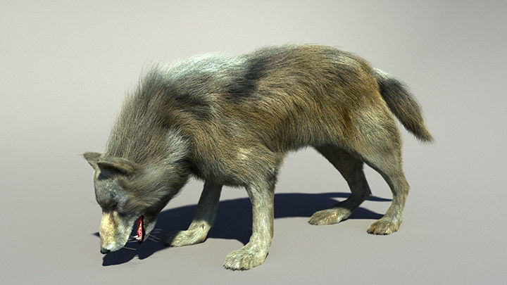 Wolf with hair and fur modifier 3D model_23