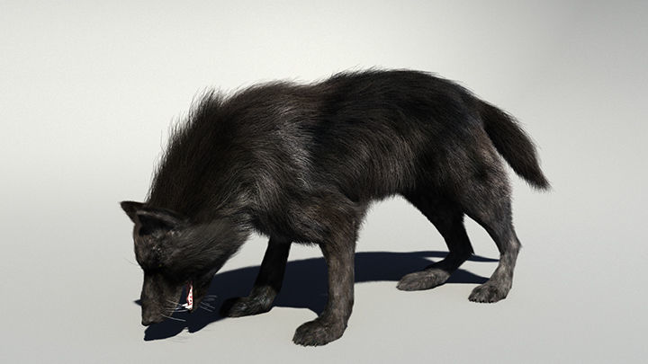 Wolf with hair and fur modifier 3D model_10