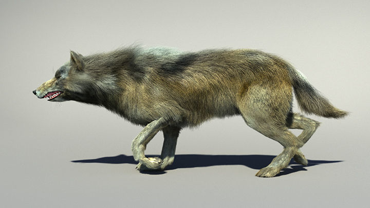 Wolf with hair and fur modifier 3D model_20