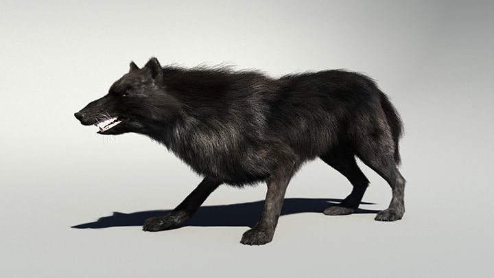 Wolf with hair and fur modifier 3D model_7