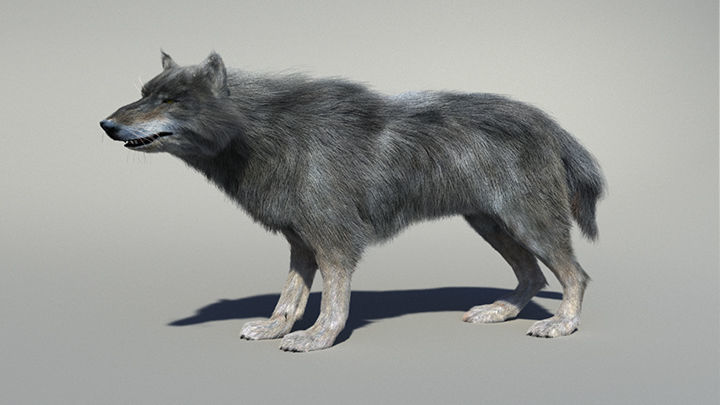 Wolf with hair and fur modifier 3D model_18