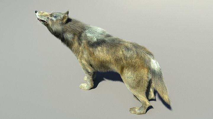 Wolf with hair and fur modifier 3D model_24