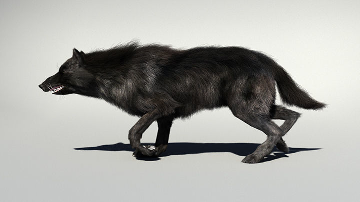 Wolf with hair and fur modifier 3D model_6
