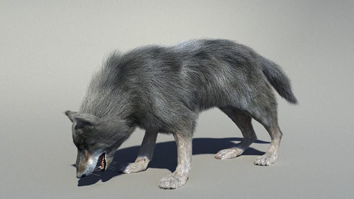 Wolf with hair and fur modifier 3D model_15
