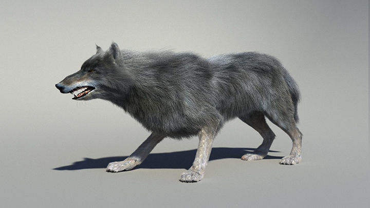 Wolf with hair and fur modifier 3D model_12