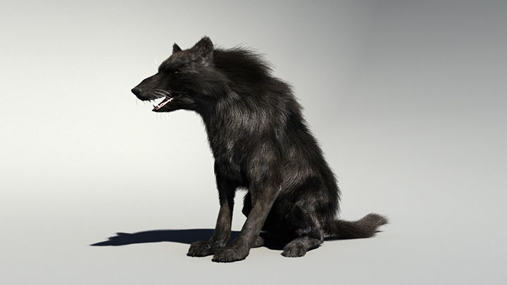 Wolf with hair and fur modifier 3D model_8