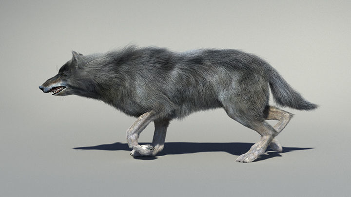 Wolf with hair and fur modifier 3D model_11