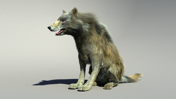 Wolf with hair and fur modifier 3D model_19