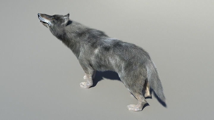 Wolf with hair and fur modifier 3D model_16