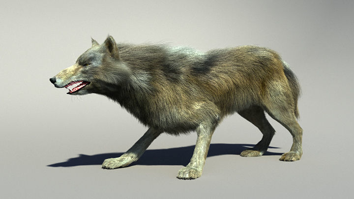 Wolf with hair and fur modifier 3D model_21