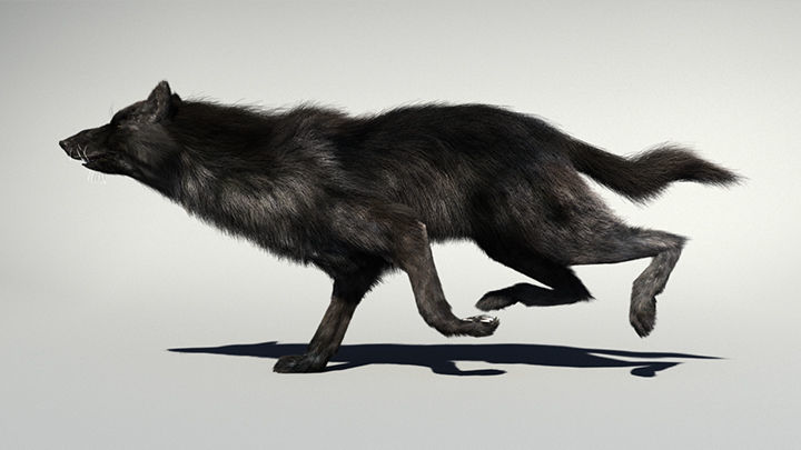 Wolf with hair and fur modifier 3D model_9