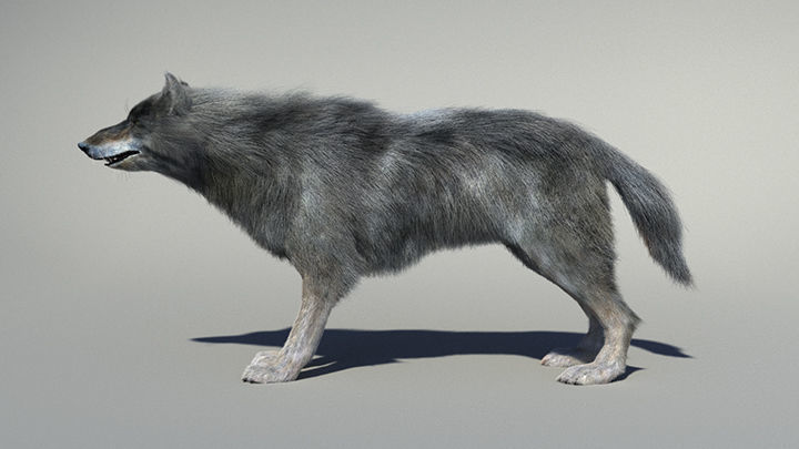 Wolf with hair and fur modifier 3D model_17