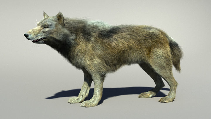 Wolf with hair and fur modifier 3D model_25
