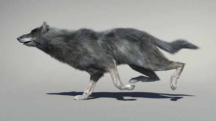 Wolf with hair and fur modifier 3D model_14