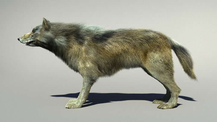 Wolf with hair and fur modifier 3D model_26