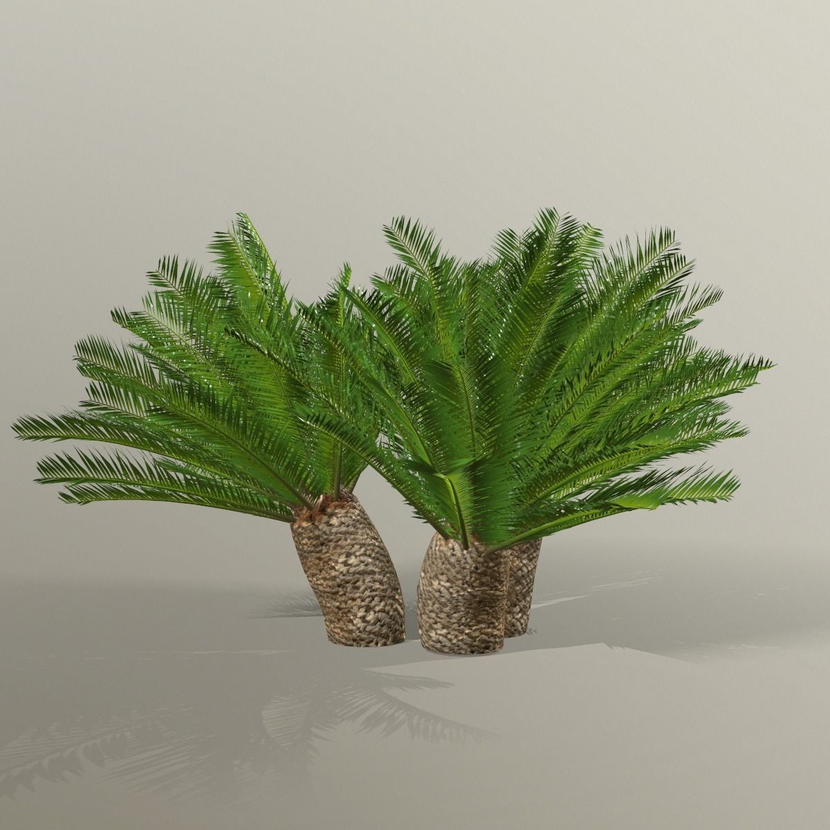 Cycas 1 cactus plant - cactus plant Low-poly 3D model_9