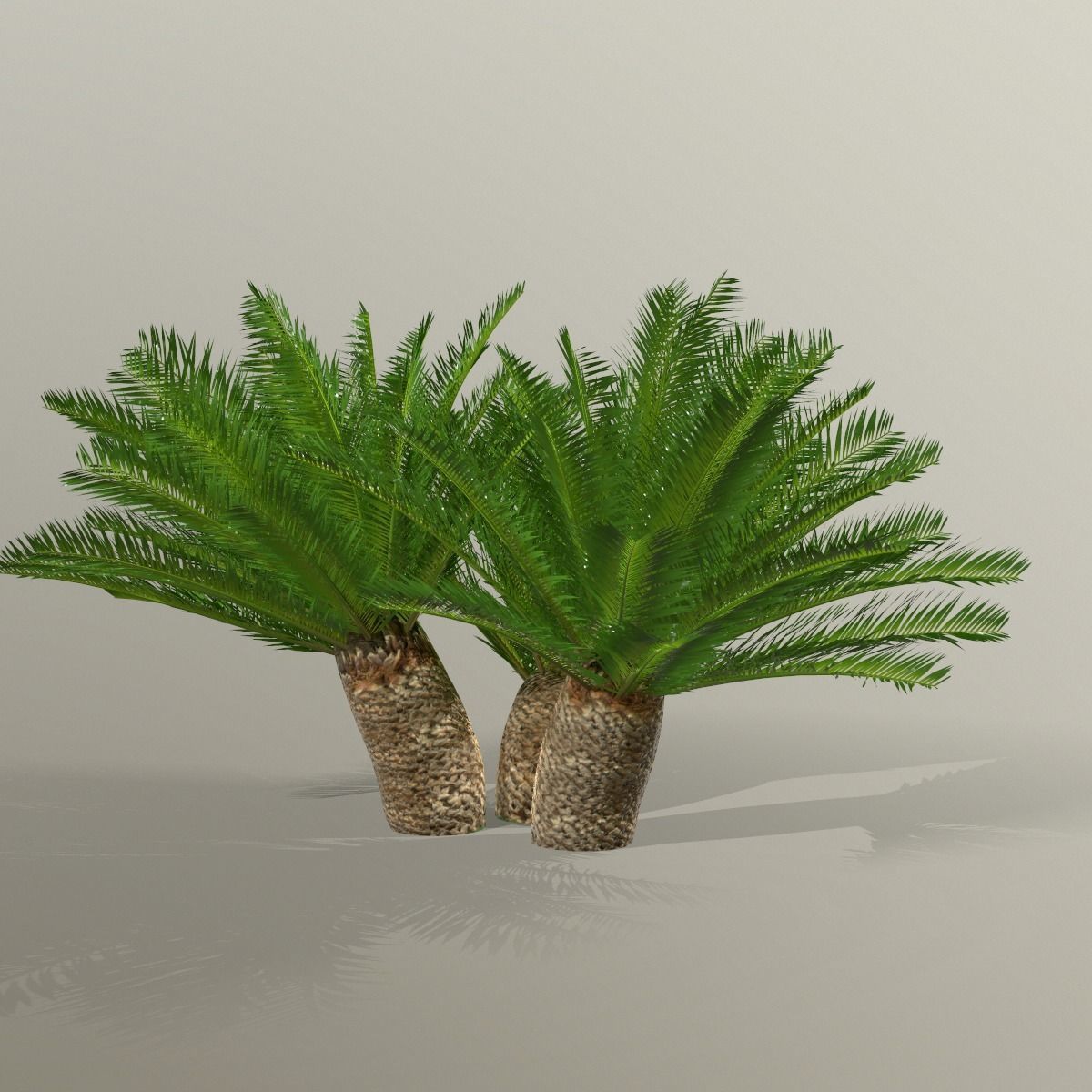 Cycas 1 cactus plant - cactus plant Low-poly 3D model_16