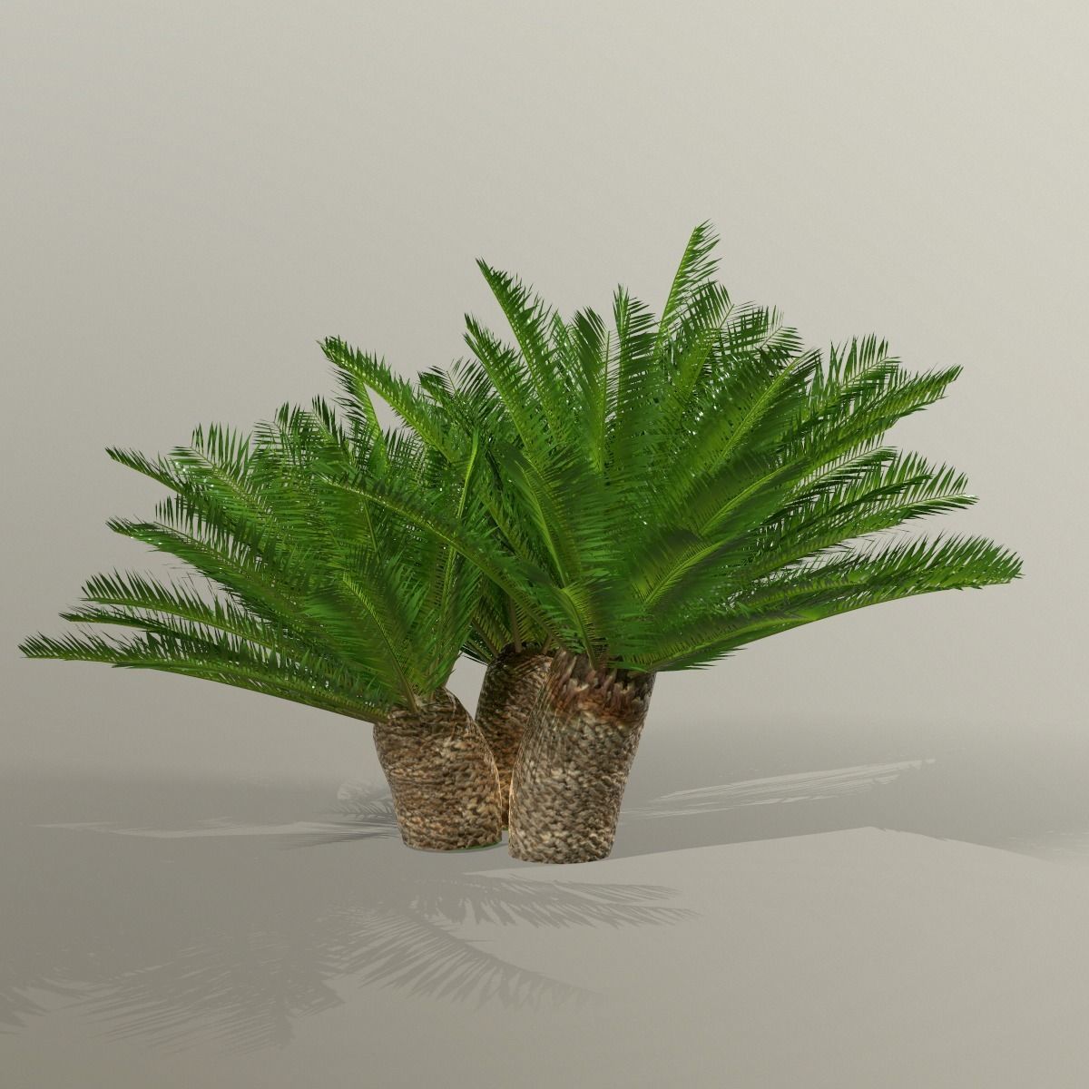 Cycas 1 cactus plant - cactus plant Low-poly 3D model_11