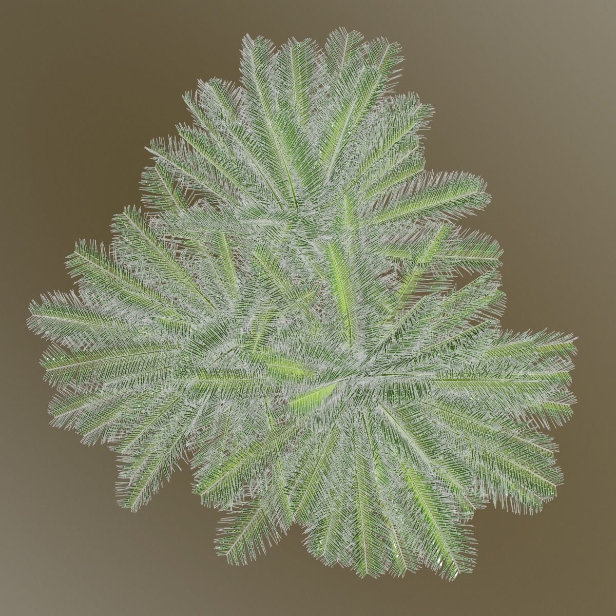 Cycas 1 cactus plant - cactus plant Low-poly 3D model_13