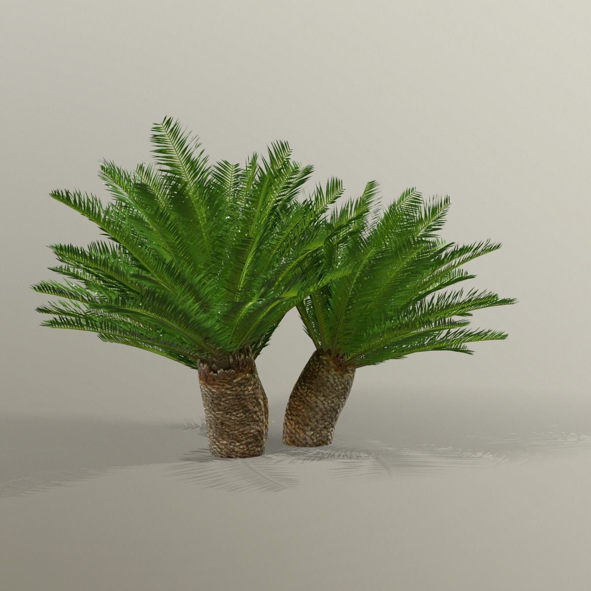 Cycas 1 cactus plant - cactus plant Low-poly 3D model_18