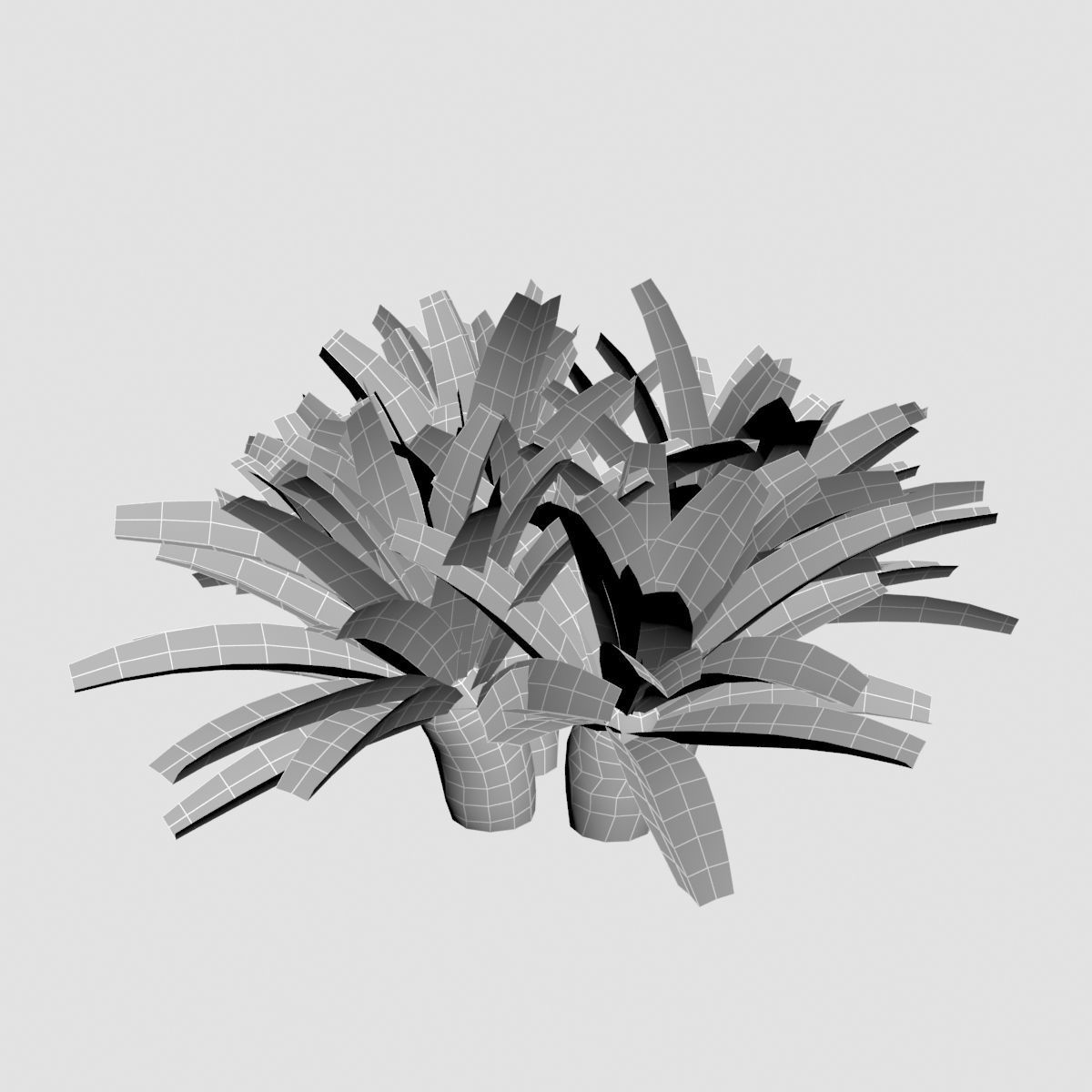 Cycas 1 cactus plant - cactus plant Low-poly 3D model_15