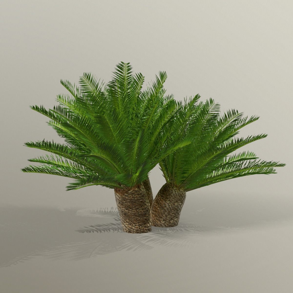 Cycas 1 cactus plant - cactus plant Low-poly 3D model_8