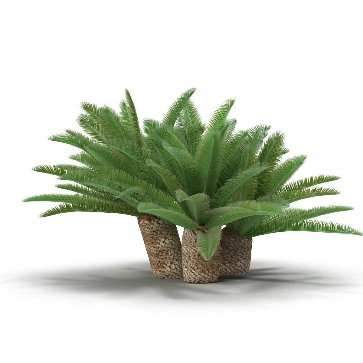 Cycas 1 cactus plant - cactus plant Low-poly 3D model_5