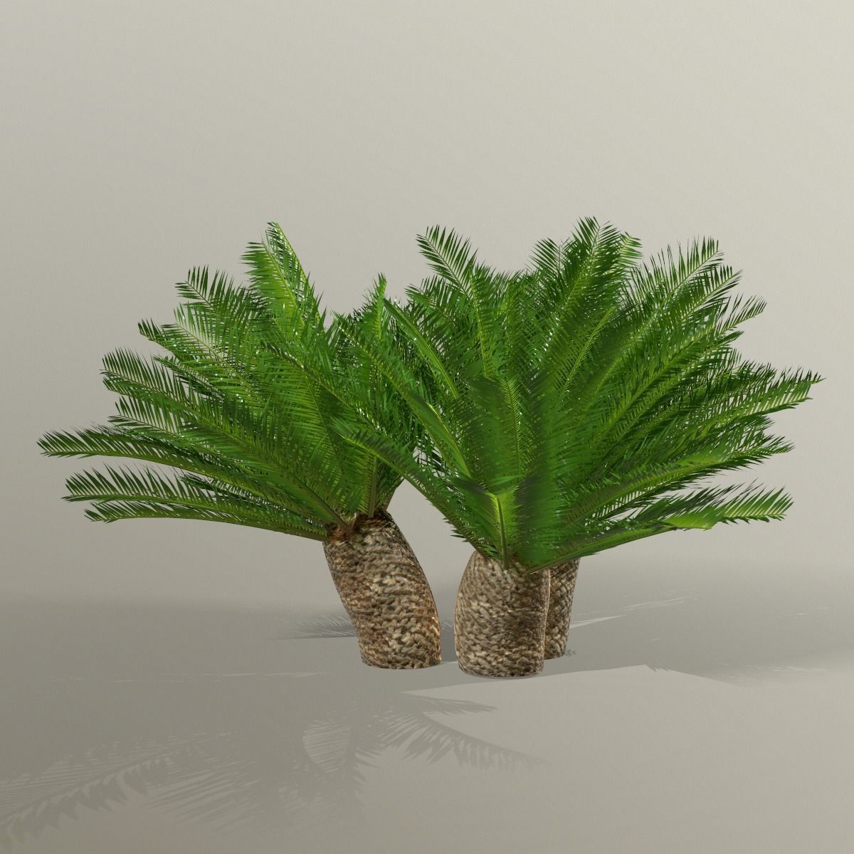 Cycas 1 cactus plant - cactus plant Low-poly 3D model_14